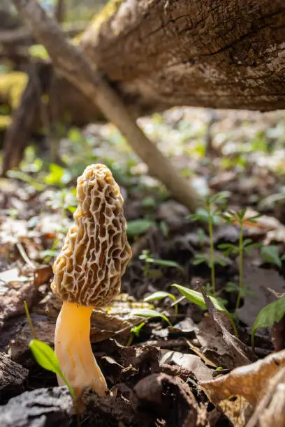 Photo of Morel Mushroom