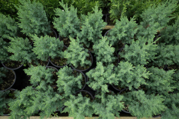 istock Little Christmas trees in pots in the nursery. Coniferous tree, which does not need to be thrown away, but can be planted in the ground. Coniferous branch for the holidays 1220575385