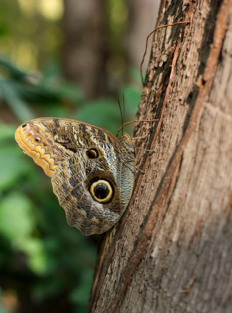 Butterfly in a tropic forest