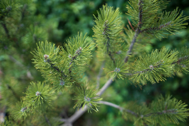 istock Green background with conifers. Close-up pine branches 1220576013