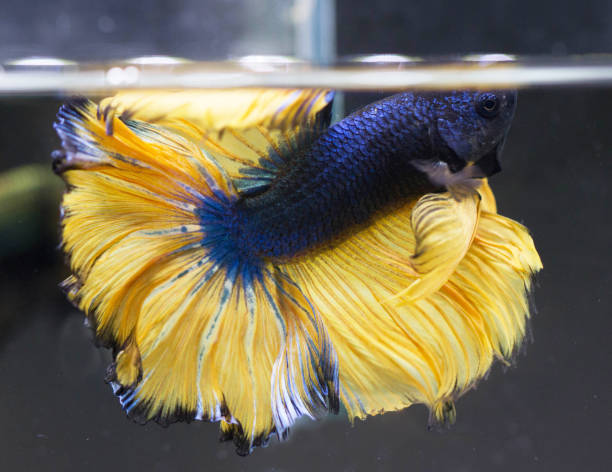 istock Betta Mustard Gas Halfmoon HM Male or Plakat Fighting Fish Splendens. 1220576878