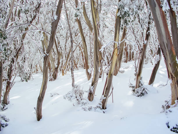 istock Mt Buller During Winter in Australia 1220576923