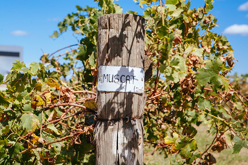 A sign depicts a row of vines in a vineyard are of the Muscat variety. In Rutherglen, Victoria, Australia