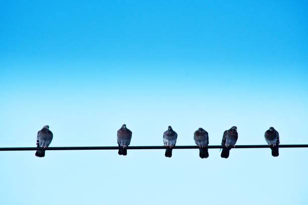 istock Six pigeons perched on an electric wire 1220577037