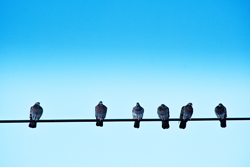 Six pigeons perched on an electric wire