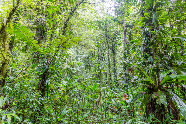 istock Green leaf wall in the Dominican rainforest 1220577278