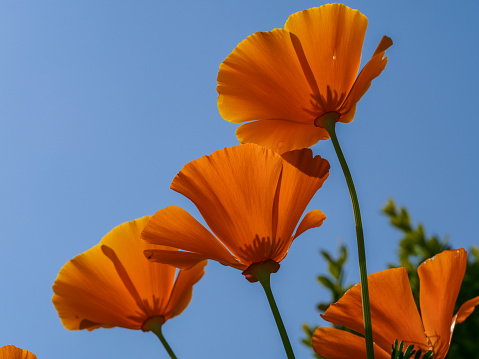 California poppy flowers blooming against the sky.
