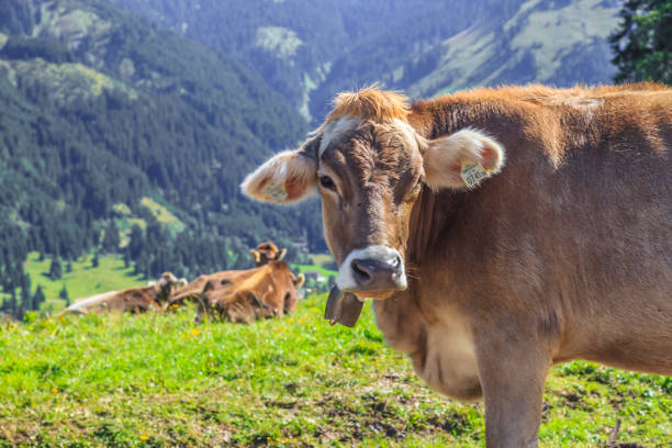 istock Cow on a pasture in the Austrian Alps 1220577775
