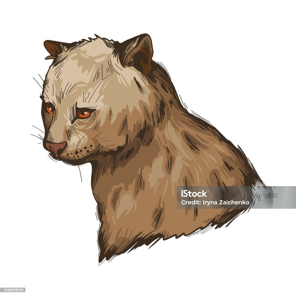 Ilustración de Herpailurus Yagouaroundi Retrato De Animal Dibujo De Acuarela De Puma Perfil De Eyra Mamífero De La Familia Felinae Depredador De Gatos Cara De Criatura Felina Y Aislado Ilustración Vectorial De Ilustración de Herpailurus Yagouaroundi Retrato De Animal Dibujo De Acuarela De Puma Perfil De Eyra Mamífero De La Familia Felinae Depredador De Gatos Cara De Criatura Felina Y Aislado Ilustración Vectorial De