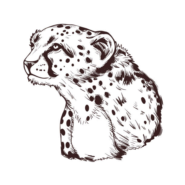 Cheetah large cat from North, Southern East Africa isolated vector illustration. Southeast African cheetah hand drawn portrait. Northeast asiatic cheetah. Hunting season wildlife feline portrait Cheetah large cat from North, Southern East Africa isolated vector illustration. Southeast African cheetah hand drawn portrait. Northeast asiatic cheetah. Hunting season, wildlife feline portrait black and white cheetah print stock illustrations