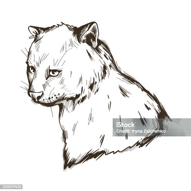 Ilustración de Herpailurus Yagouaroundi Retrato De Animal Dibujo De Acuarela De Puma Perfil De Eyra Mamífero Ilustración de Herpailurus Yagouaroundi Retrato De Animal Dibujo De Acuarela De Puma Perfil De Eyra Mamífero