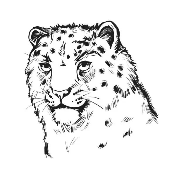 Free snow leopard cub Clipart Images FreeImages Free snow leopard cub Clipart Images FreeImages