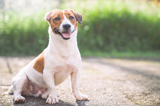 Little funny jack russell terrier pets dog enjoy outside on summer pets enjoy outside on summer