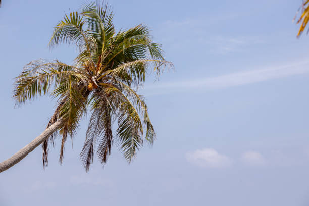 istock Palm tree background the blue sky day 1220579835