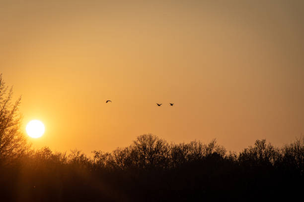 istock birds flying in the sunset 1220579851