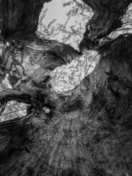 istock Wood texture shot from the inside from the bottom up in black and white style 1220580033