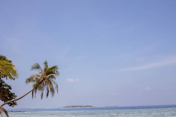 istock Beach with white sand, turquoise ocean, coconut palms and blue-sky background 1220580075
