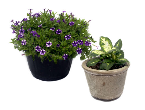 istock Green potted plant isolated on white. 1220580131