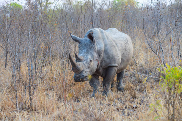 Footage of a rhino standing from the front at dusk photographed in Kruger National Park in South Africa in September 2013