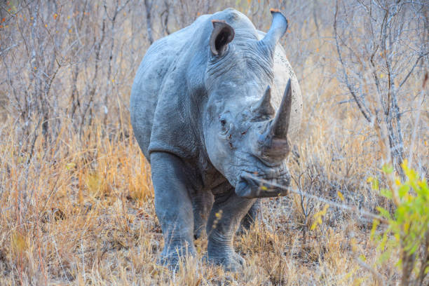 The white rhino has wide square lips for grazing