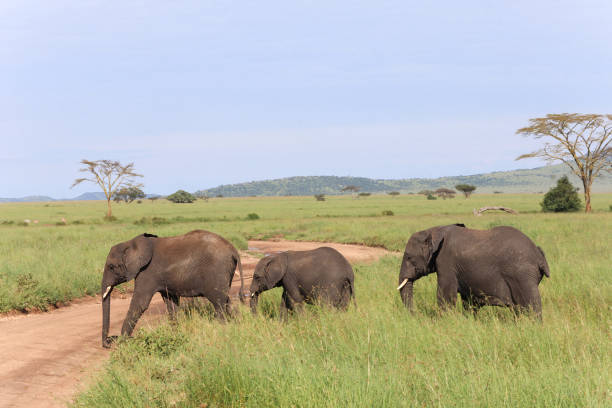 istock Three elephants crossing road in Serengeti 1220581114