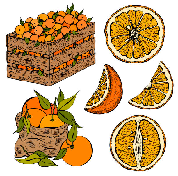 illustrations, cliparts, dessins animés et icônes de illustration vectorielle - lemon portion citrus fruit juice