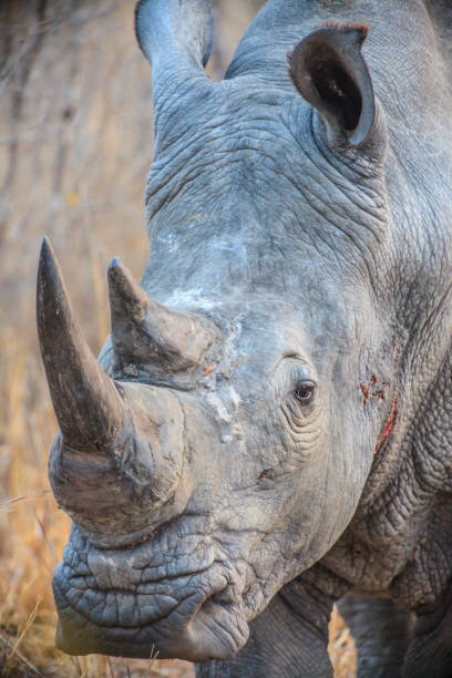 istock Rhino in Kruger National Park 1220581155