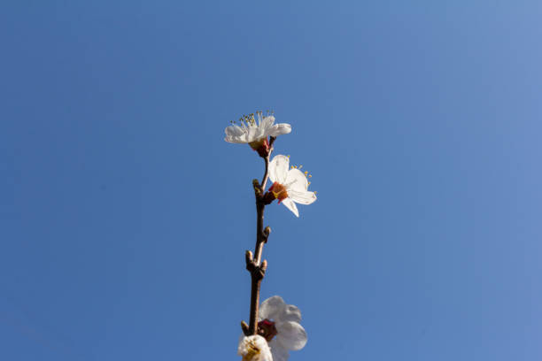 Spring flowers. Blossoming apricot trees framing the nice blue sky