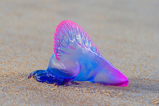 Photo a stranded bluebottle jellyfish on the beach in Bahia during the day in Brazil in March 2014