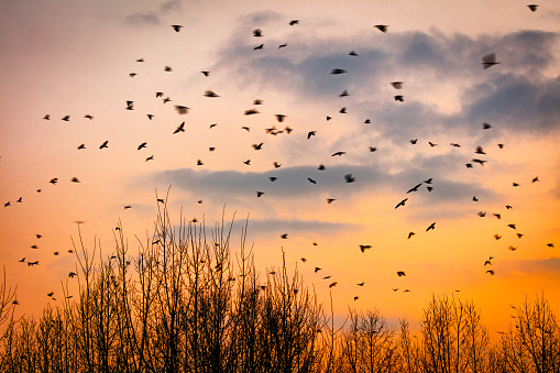 Birds returning to their nests in the setting sun