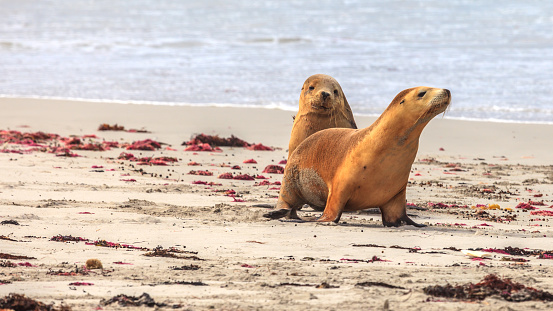 Photo of two seals photographed on the beach of Kangaroo Island in Western Australia in the summer of 2015