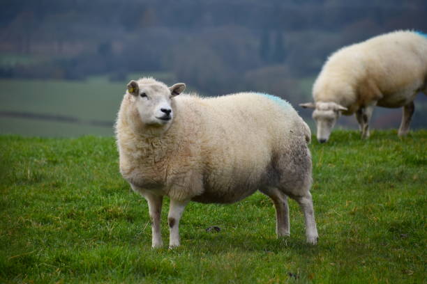 istock Sheep in Saint Briavels, England 1220583467