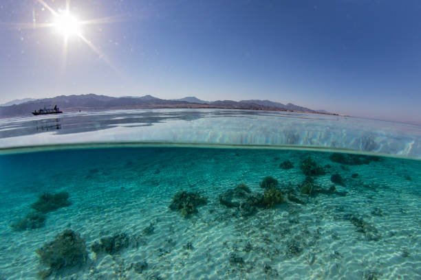 istock Over-Under in Shallow Clear water 1220583503