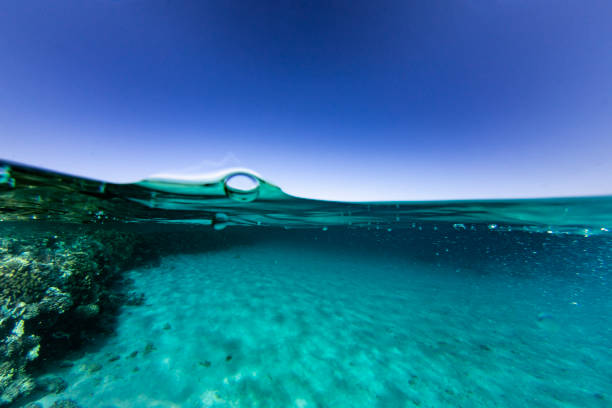 istock Over-Under in Shallow Clear water 1220583508