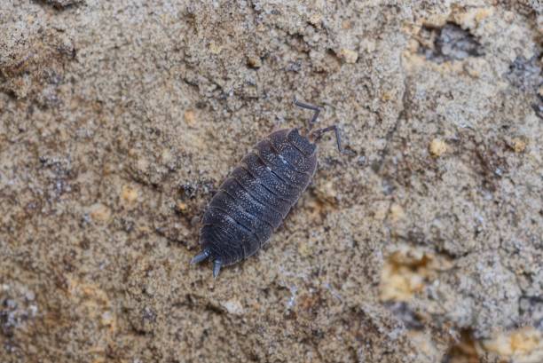 istock one small black insect wood louse is sitting 1220584455