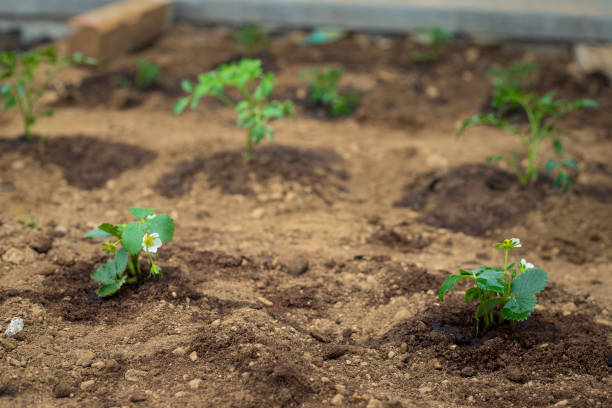 istock small strawberry plants in wet ground 1220584552