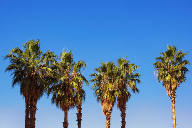 istock Fan palm trees against  blue sky 1220584582