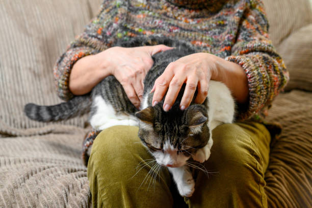 istock Unrecognizable Old Woman Stroking a Cat. 1220584644
