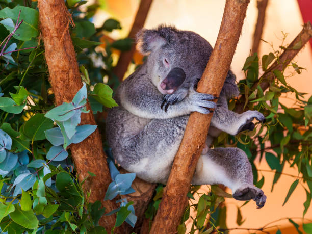 Koala bear in Australia clings to tree Photo of a koala bear photographed during the day in March 2015 sleeping koala bear stock pictures, royalty-free photos & images