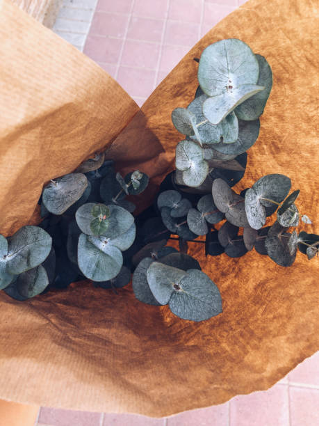 eucalyptus leafes silver dollar plant in the paper wrap - leafes imagens e fotografias de stock