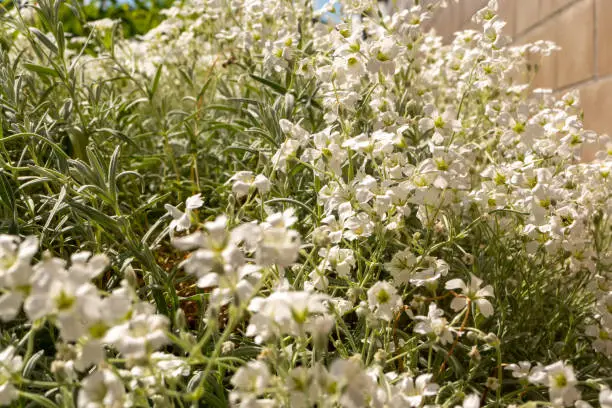 Dense cluster of dainty white flowers in spring growing alongside a garden wall in the sunshine in a close up view