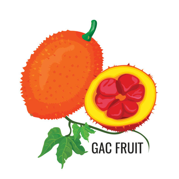 illustrations, cliparts, dessins animés et icônes de fruits gac. nourriture végétarienne saine de jacquier d’orange. vecteur - cochinchin