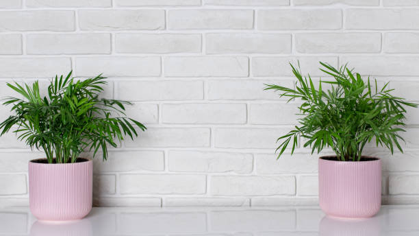 istock indoor plants in pink flower pots in a modern interior. 1220588586