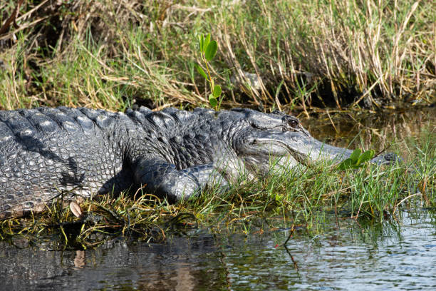 istock American Alligator Enjoying Marshy Water 1220589332