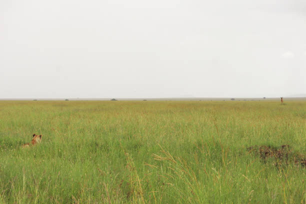 A scenic wide shot of a lioness hidden in the bushes watching its prey in the middle of Serengeti national park.