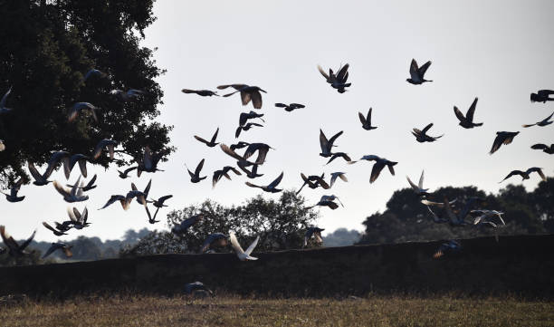 istock flock of birds 1220591285
