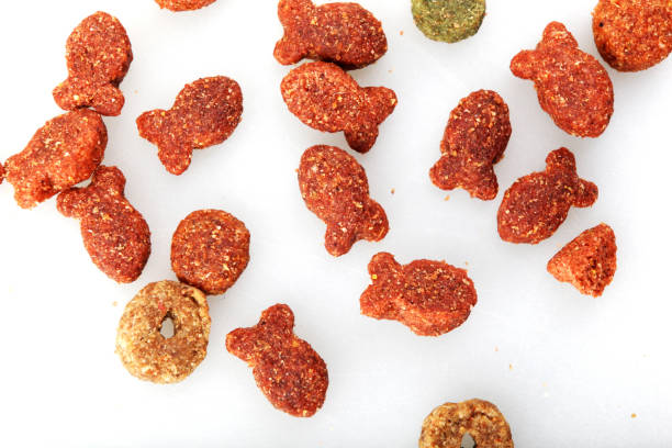 istock Dog and cat food isolated on white background 1220592005