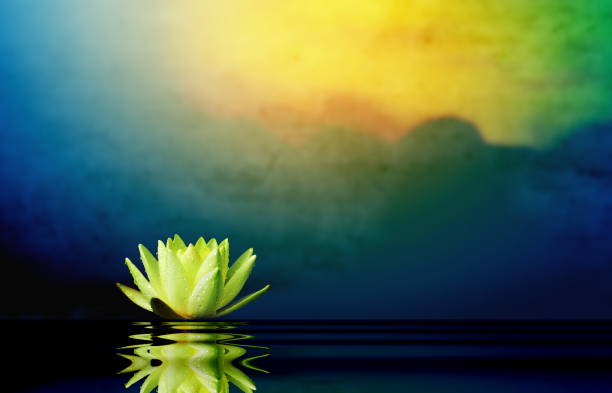 Lotus flower on the water with sunrise background.