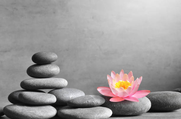 istock Stack of grey massage stones on grey background and lotus flower. 1220593844