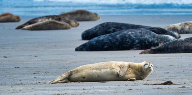 istock Grey seal on Heligoland 1220597092
